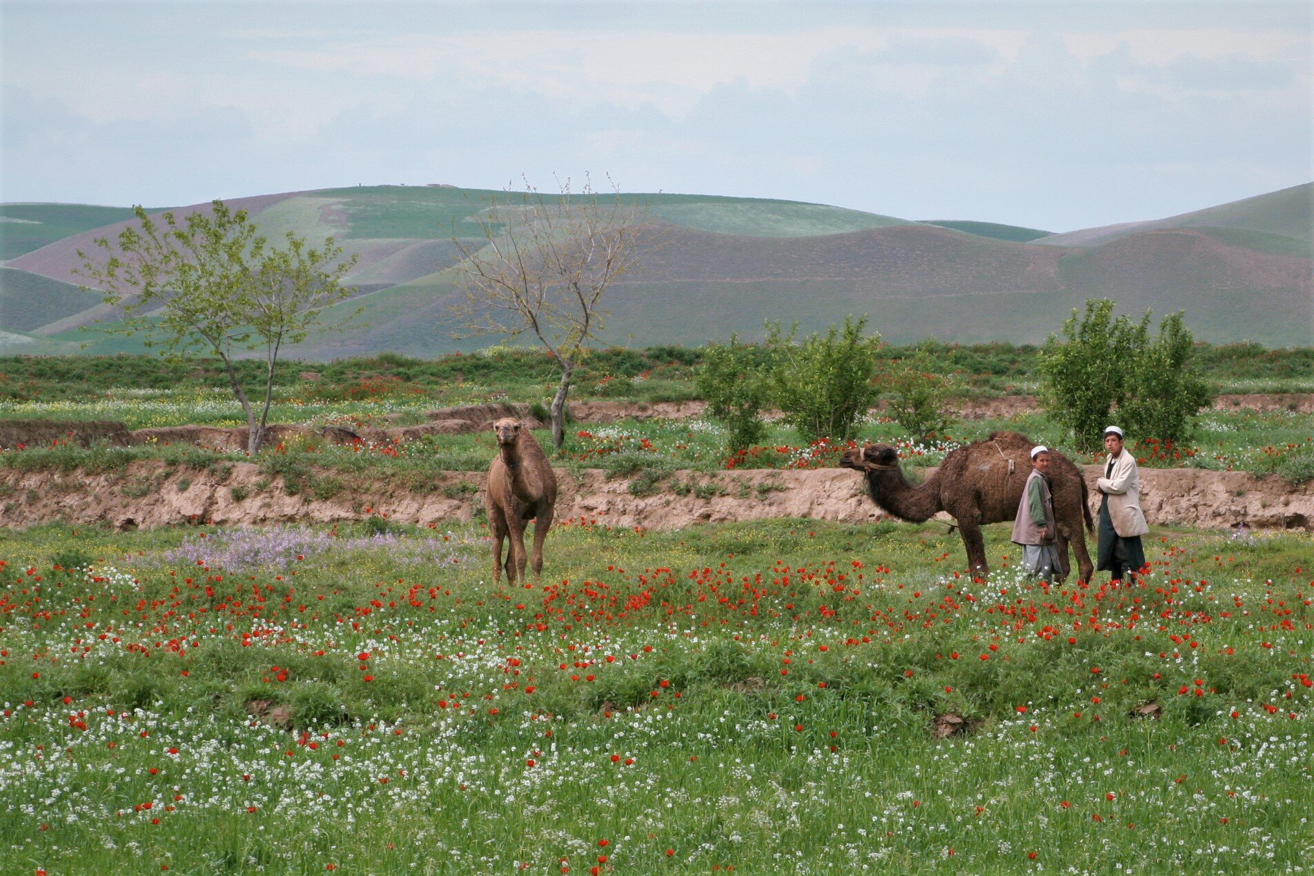 A beautiful scene of Afghanistan. Photo taken by Khalid Ahmadzai.